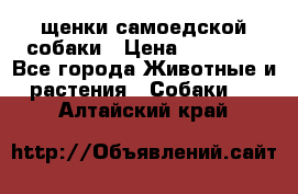 щенки самоедской собаки › Цена ­ 25 000 - Все города Животные и растения » Собаки   . Алтайский край